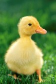 Baby Duck (EA526)
