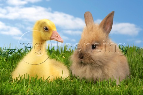 Duck and rabbit EA527