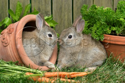 Two rabbits EA529