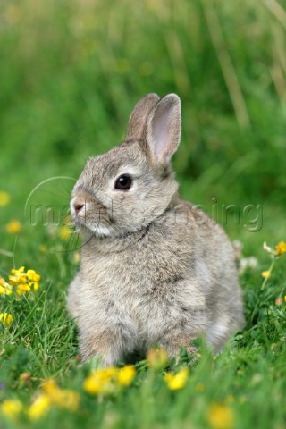 Rabbit in field EA531