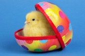 Chick in egg (EA535)