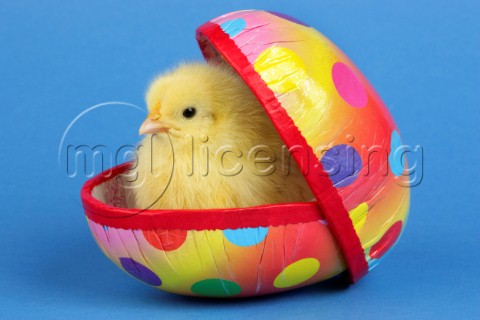 Chick in egg EA535