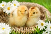 Chicks in basket (EA540)
