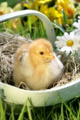 Chick in basket (EA541)