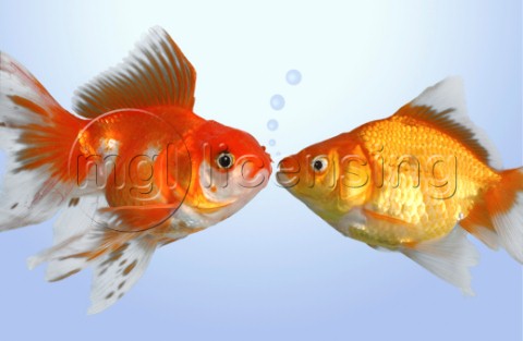 Two fish kissing FS502
