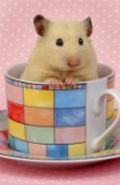 Hamster in cup (HA105)