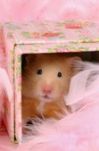 Pink hamster (HA107)