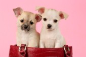 Two puppies in bag (DP613)