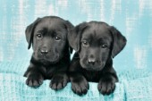 Two black Labrador puppies (DP615)