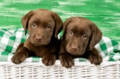 Two chocolate Labrador puppies (DP616)