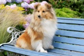 Collie on bench (DP620)