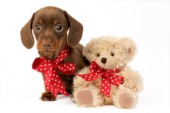 Puppy with toy bear (DP623)