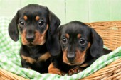 Two puppies in green basket (DP624)