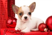 Christmas Chihuahua (C582)