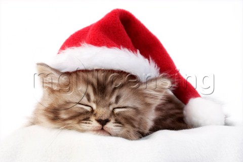 Sleeping Christmas cat C573
