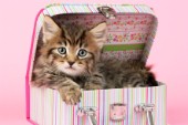 Kitten in make up box (CK426)