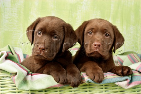 Two chocolate Labrador puppies DP658