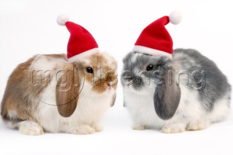 Rabbits with hats C584