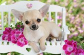Chihuahua in chair (DP681)