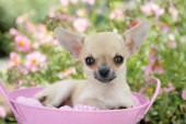 Chihuahua in basket (DP683)