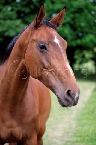 Tan horse portrait H134