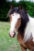 White and tan horse portrait (H135)
