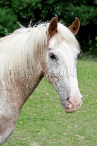 Grey horse portrait H136