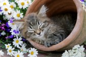 Kitten in pot (CK453)
