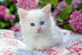White kitten (CK458)