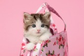Kitten in pink flower handbag (CK467)