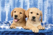 Labrador puppies in blue basket (DP711)