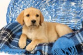 Labrador puppy on tartan blanket (DP712)