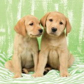 Two Labrador puppies in lime green (DP714)