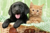 Puppy and kitten in green gingham (DP720)