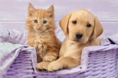 Puppy and kitten in lilac basket (DP721)
