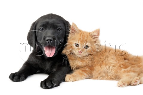 Black puppy and ginger kitten DP724