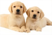 Alert Labrador puppies (DP734)