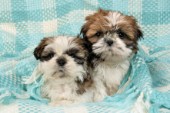 Two puppies in blanket (DP741)