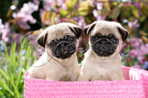 Two pug puppies DP745