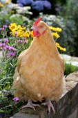 Chicken in garden (EA552)