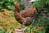 Pretty chicken (EA553)