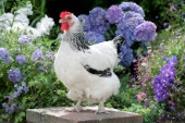 White chicken in garden (EA554)