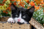 Kitten in Woven Basket (CK475)