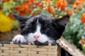 Sleeping Kitten in Woven Basket (CK476)