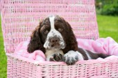 Dog in Pink Woven Basket (DP748)