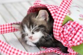Sleeping Kitten in Handbag CK482