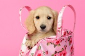 Pup in Rose Handbag DP767