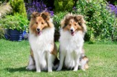 Shetland Dogs in the Garden DP770