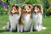Three Shetland Dogs DP771