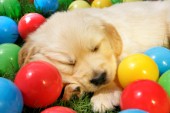 Puppy Asleep with Balls DP784